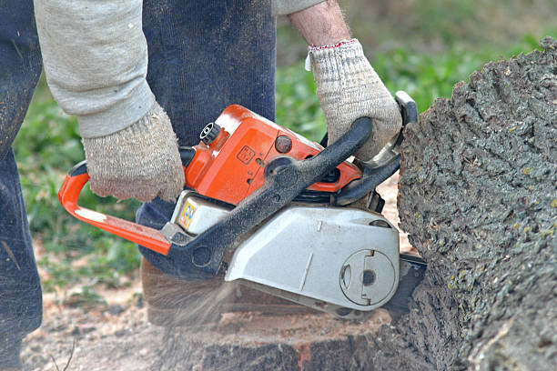 How Our Tree Care Process Works  in  Turpin Hills, OH